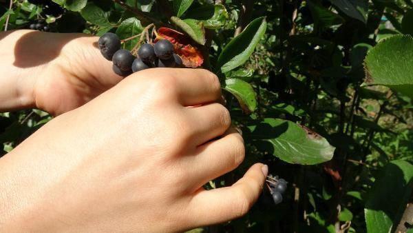 Trabzon'da fındıkların yerine dikti bu meyveyi hiç kimse bilmiyor - Resim: 3