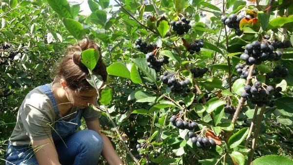 Trabzon'da fındıkların yerine dikti bu meyveyi hiç kimse bilmiyor - Resim: 1