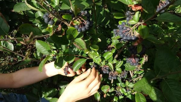 Trabzon'da fındıkların yerine dikti bu meyveyi hiç kimse bilmiyor - Resim: 2