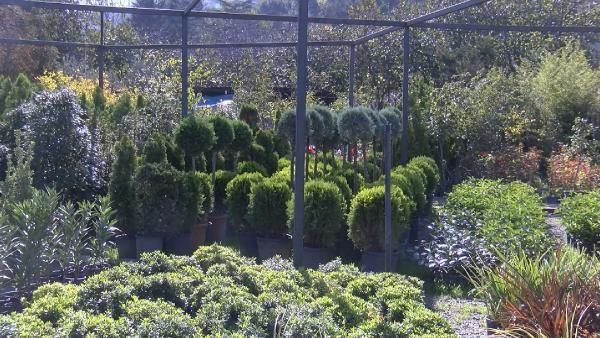 Kadıköy'ü kokarcalar bastı! Öldürünce çok kötü kokuyor Kadıköylü çok dertli - Resim: 1
