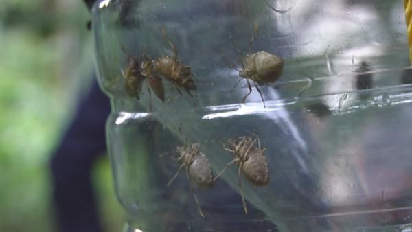 Kadıköy'ü kokarcalar bastı! Öldürünce çok kötü kokuyor Kadıköylü çok dertli - Resim: 3