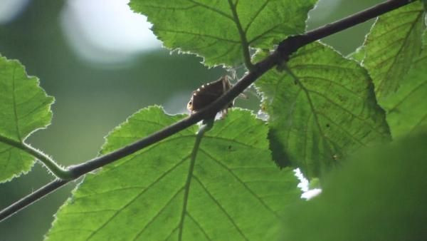 Kadıköy'ü kokarcalar bastı! Öldürünce çok kötü kokuyor Kadıköylü çok dertli - Resim: 2
