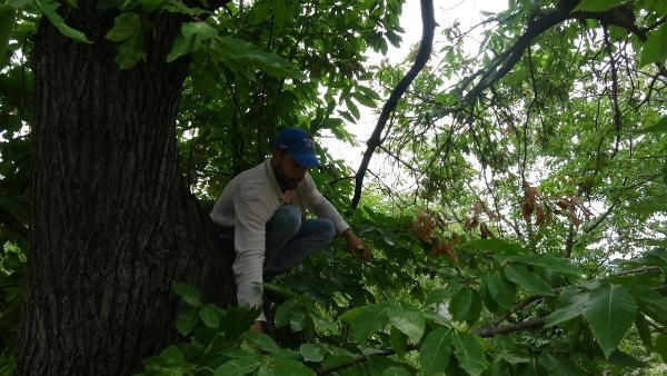 Aydın'da 16 yıldır 20 metrelik ağaçlara tırmanıyor günlük 400 lira kazanıyor - Resim: 1