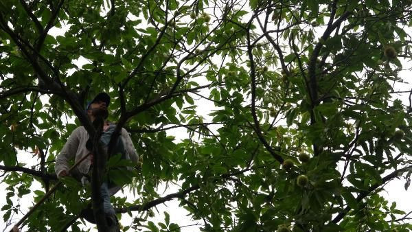 Aydın'da 16 yıldır 20 metrelik ağaçlara tırmanıyor günlük 400 lira kazanıyor - Resim: 2