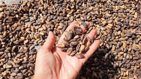 Mersin'de bahçesine gölgelik olsun diye dikti bir hasatta 40 bin lira kazandı - Resim: 4