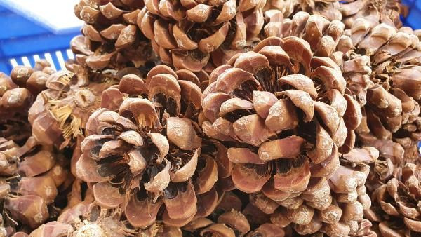 Mersin'de bahçesine gölgelik olsun diye dikti bir hasatta 40 bin lira kazandı - Resim: 2