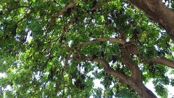 Antalya'da üretim patladı 5 bin yıldır tüketiliyor! Yahya Peygamberin ekmeği deniyor - Resim: 1