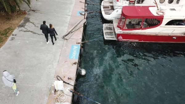 İstanbul'da korkutan görüntü! Boğazı istila ettiler sahil beyaza büründü - Resim: 4