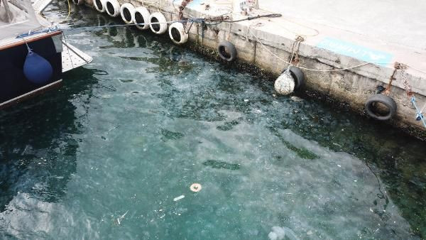 İstanbul'da korkutan görüntü! Boğazı istila ettiler sahil beyaza büründü - Resim: 2