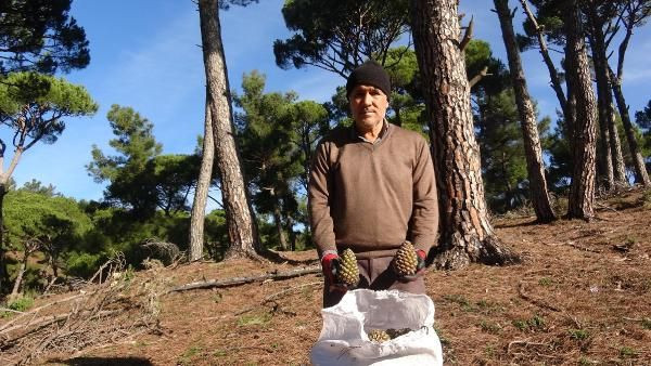 Aydın'da ölümü göze alıp topladılar fiyatı altınla yarışıyor! Paraya para demiyorlar - Resim: 1