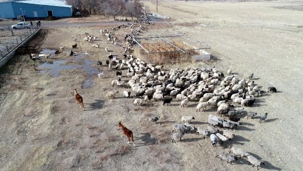 Dünyada sadece Van'da yetişiyor! Röntgen çekilip tescillendi - Resim: 1