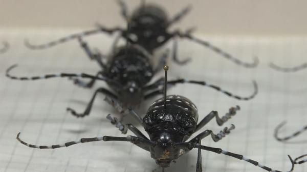 İstanbul genelinde ağaçları sardı 2 ayda 180 ağaç bu böcek yüzünden kesildi - Resim: 1