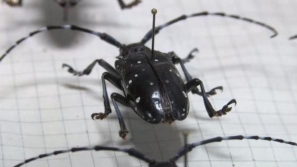 İstanbul genelinde ağaçları sardı 2 ayda 180 ağaç bu böcek yüzünden kesildi - Resim: 2