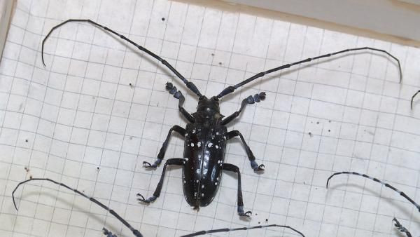 İstanbul genelinde ağaçları sardı 2 ayda 180 ağaç bu böcek yüzünden kesildi - Resim: 3