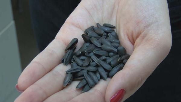 Dünyada ses getiren çalışma! Türk bilim insanları ayçiçeğiyle yaptı - Resim: 1