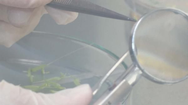 Dünyada ses getiren çalışma! Türk bilim insanları ayçiçeğiyle yaptı - Resim: 4