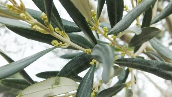 Türk hekimler araştırdı! Koronavirüs tedavisinde yeni umut zeytin yaprağı - Resim: 3