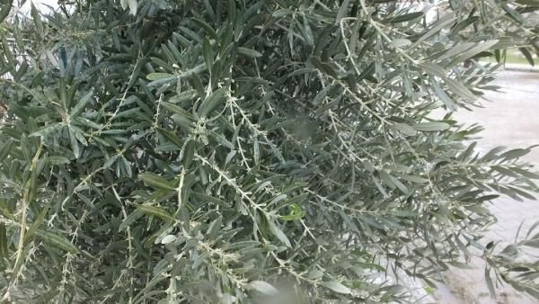 Türk hekimler araştırdı! Koronavirüs tedavisinde yeni umut zeytin yaprağı - Resim: 4