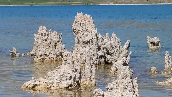 Dünyanın en büyüğü Van'da ortaya çıktı! Aslana benziyor gören şaştı kaldı - Resim: 2