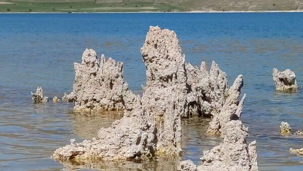 Dünyanın en büyüğü Van'da ortaya çıktı! Aslana benziyor gören şaştı kaldı - Resim: 4