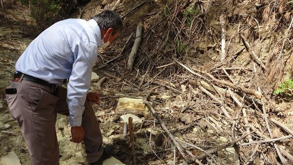 Kilosu 2 bin TL! Adana'da ormanda yetişti toplanması yasaklandı: Çok değerli ve nadir görülüyor - Resim: 2