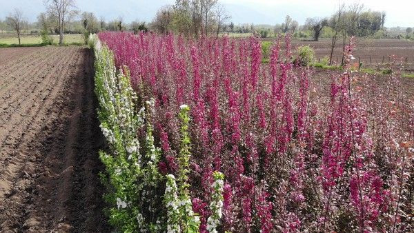 Avrupa'dan geliyordu Düzce'de üretmeye başladı! Sipariş yağıyor - Resim: 2