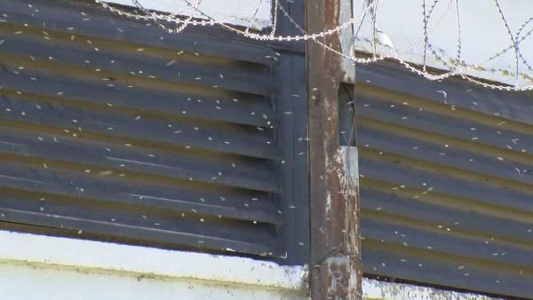 Havalar ısındı 'kronomid' kabusu başladı! Aşamları ortaya çıkıyor her yeri sardılar - Resim: 1