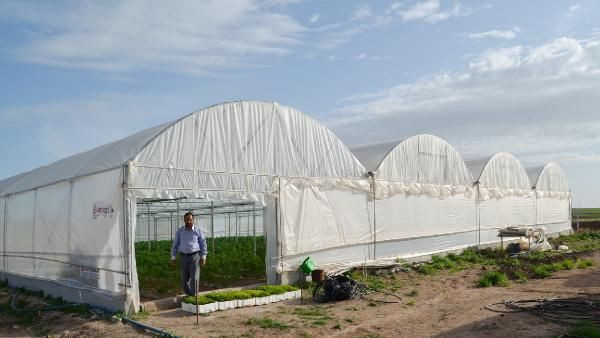 Anadolu’nun bozkırında kurduğu serada yılda 3 kez hasat yapıyor! Paraya para demiyor - Resim: 4