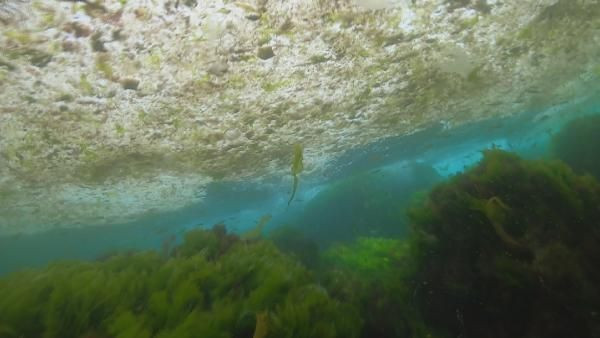 Marmara'da salya kabusu sürüyor! Denizin üstü kadar dibi de korkunç - Resim: 1