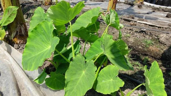 50 bin TL kazandırıyor! Mersin'de tarlasına ekenler paraya para demiyor - Resim: 2