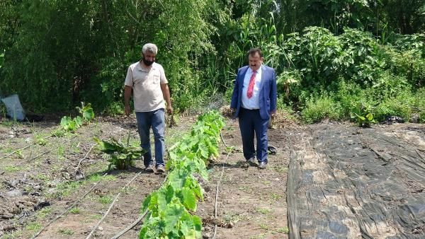 50 bin TL kazandırıyor! Mersin'de tarlasına ekenler paraya para demiyor - Resim: 1