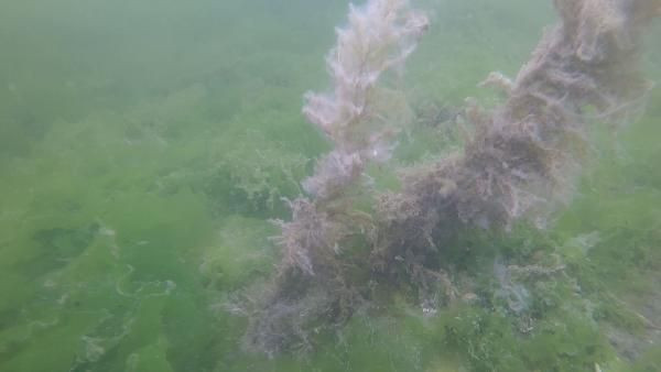 Müsilajın su altındaki etkisini görüntüleyen dalgıç: Aşağıda büyük bir felaket yaşanıyor - Resim: 2