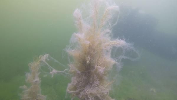 Müsilajın su altındaki etkisini görüntüleyen dalgıç: Aşağıda büyük bir felaket yaşanıyor - Resim: 3