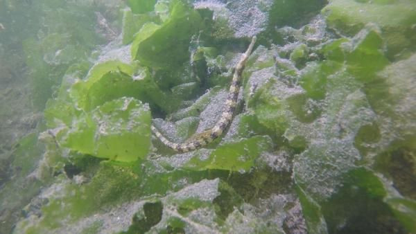 Müsilajın su altındaki etkisini görüntüleyen dalgıç: Aşağıda büyük bir felaket yaşanıyor - Resim: 4