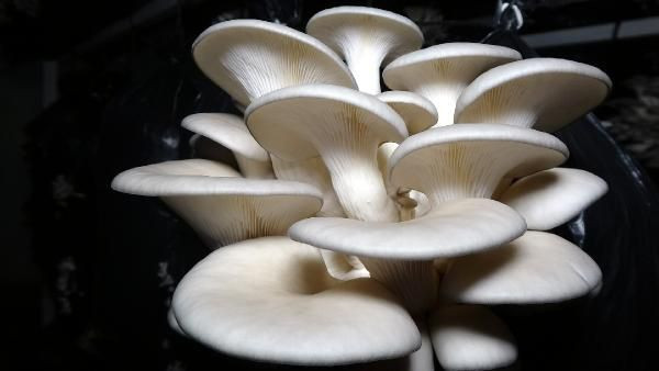 Edirne'de iktisat mezunu iş ararken bu işe başladı güzel para var - Resim: 4