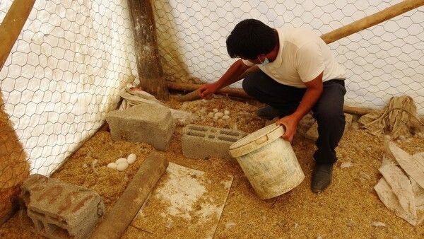 Öğretmenliği bırakıp Muş'ta bu işe başladı! Tanesini 30 TL'ye satıyor - Resim: 2