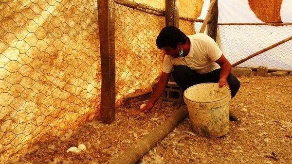 Öğretmenliği bırakıp Muş'ta bu işe başladı! Tanesini 30 TL'ye satıyor - Resim: 3