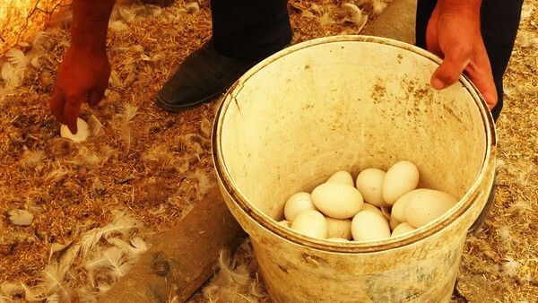 Öğretmenliği bırakıp Muş'ta bu işe başladı! Tanesini 30 TL'ye satıyor - Resim: 4