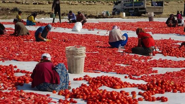 Diyarbakır'da çöpe gidiyordu şimdi İtalya Almanya Fransa ABD'ye satılıyor - Resim: 2