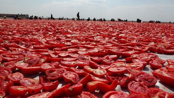 Diyarbakır'da çöpe gidiyordu şimdi İtalya Almanya Fransa ABD'ye satılıyor - Resim: 3