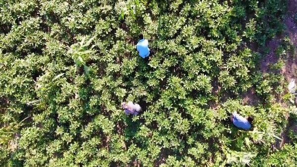 Amasya'da kilosu 200 TL'ye satılıyor! Tek tek ipe diziliyor çorba olarak tüketiliyor - Resim: 1