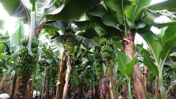 'Yapamazsın' diyenlere inat öğretmenliği bırakıp Adana'da bu işe başladı! Siparişlere yetişemiyor - Resim: 4