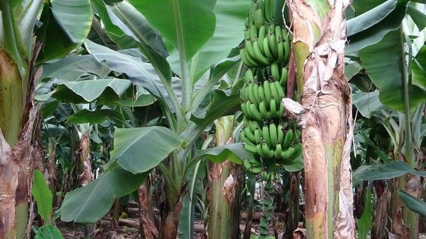 'Yapamazsın' diyenlere inat öğretmenliği bırakıp Adana'da bu işe başladı! Siparişlere yetişemiyor - Resim: 1