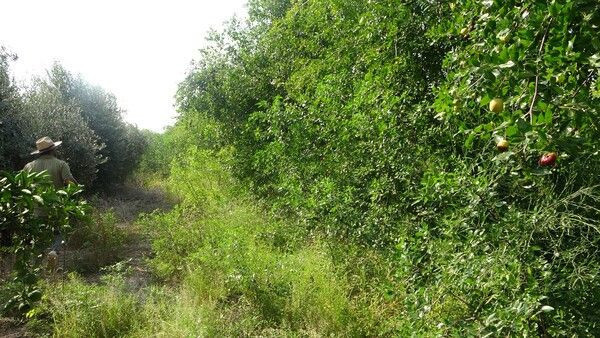 Adana'da yoldan geçen adam sayesinde hayatı değişti! Kilosu 18 TL'ye satılıyor - Resim: 2