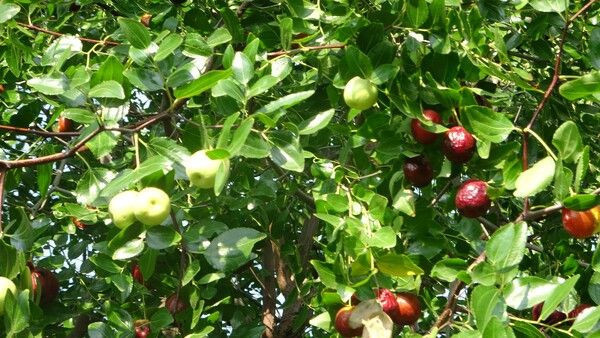 Adana'da yoldan geçen adam sayesinde hayatı değişti! Kilosu 18 TL'ye satılıyor - Resim: 3