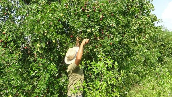 Adana'da yoldan geçen adam sayesinde hayatı değişti! Kilosu 18 TL'ye satılıyor - Resim: 4