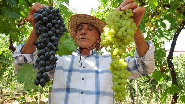 Tokat'ta kravattan sıkılıp bu işe başladı! Bölgede tek oldu: Sipariş yağıyor - Resim: 1
