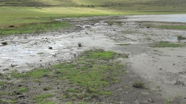 Korkutan görüntü! Çıldır Gölü'nde sular 10 metre çekildi - Resim: 3