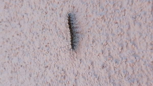 Düzce'de evleri tırtıl bastı! İlaçlamanın faydası yok vatandaşlar çare bekliyor - Resim: 1