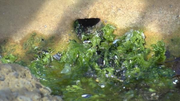 İstanbul'da iskelede keşfedildi gören şaştı kaldı! Benzeri Ayasofya'da: Paha biçilemez - Resim: 4